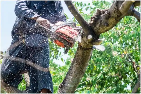tree services Mount Hermon